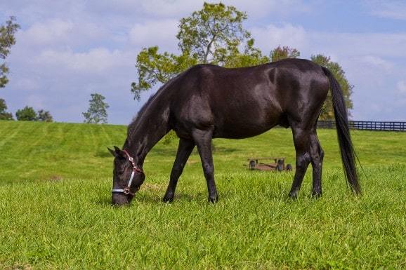 Black horse grazing on a horse farm in Paris, Kentucky
