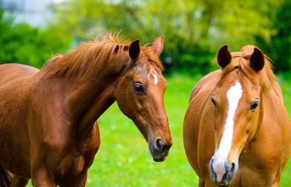 Two horses in a field on a horse farm in Lexington, Kentucky