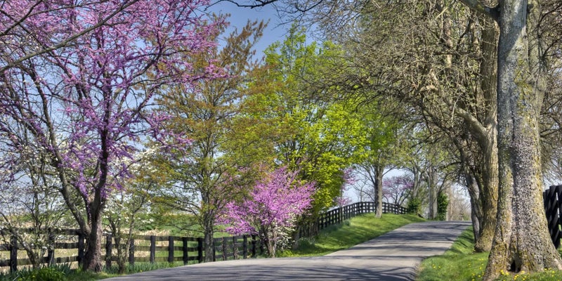 Beautiful flowering trees on a farm in Kentucky