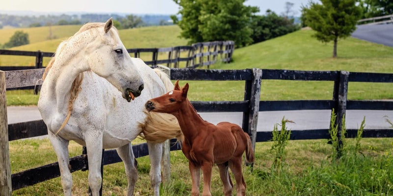 Horses on a farm in North Middleton, Kentucky