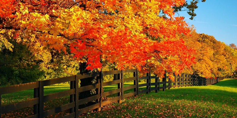 Beautiful fall foliage on a farm in Versailles, Kentucky