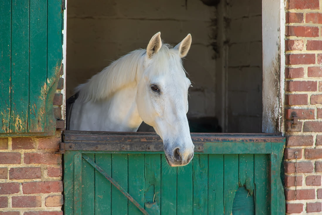 White horse in a barn on a Kentucky horse farm