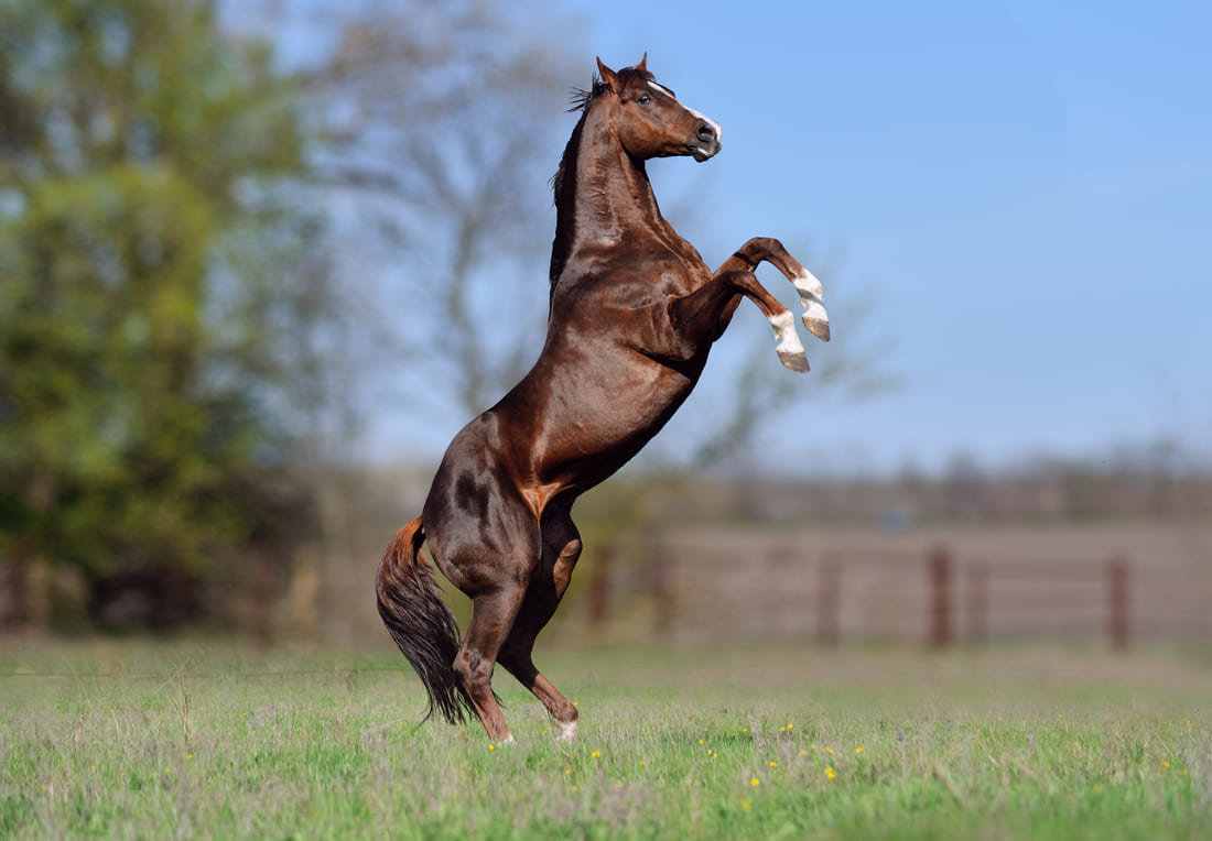 Thoroughbred stallion on a horse farm in Kentucky