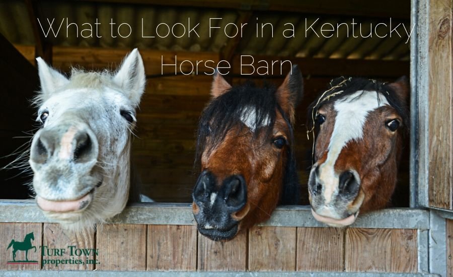 What to look for in a Kentucky horse barn