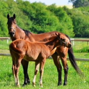 Thoroughbreds on Horse Farm