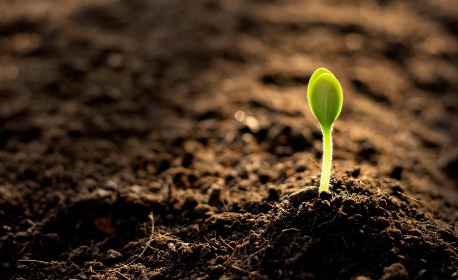 Something in the Soil Kentucky’s Fertile Land